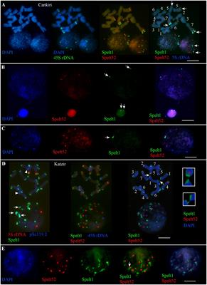 Repetitive DNA in the Architecture, Repatterning, and Diversification of the Genome of Aegilops speltoides Tausch (Poaceae, Triticeae)